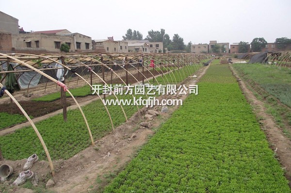 開(kāi)封前方園藝——五色草基地實(shí)景廠家直銷